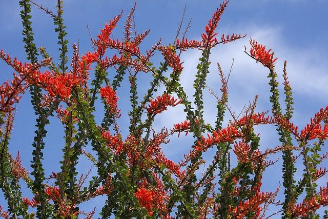 Ocotillo blooming beneath a bright West Texas sky