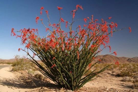 Ocotillo in the West Texas landscape